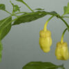 7 Pot Bubblegum Yellow Chilipflanze
