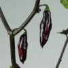 Pimenta da Neyde Chilipflanze