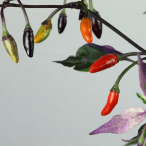 Orozco Chilipflanze