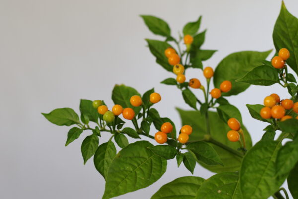 Aji Charapita Chilipflanze