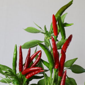 Thai Chilipflanze