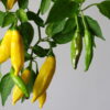Lemon Drop Chilipflanze