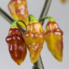 Bolivian Bumpy Chilipflanze
