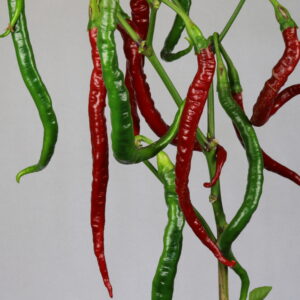 Joe´s Long Cayenne Chilipflanze