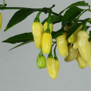 Habanero Peruvian White Chilipflanze