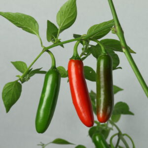 Serrano Chilipflanze