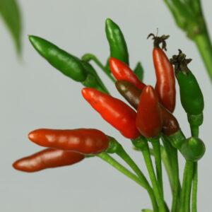 Donni Sali Chilipflanze