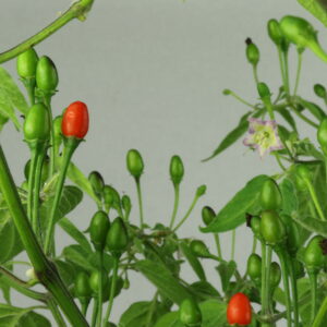 Cumari Pollux Chilipflanze