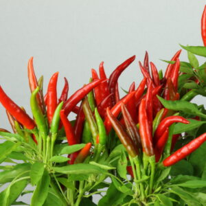 Takanotsume Chilipflanze