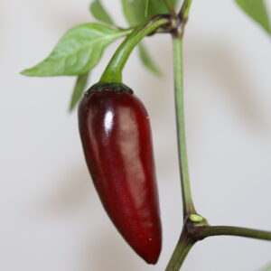 Serrano Purple Chilipflanze