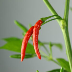 Thai Burapa Chilipflanze