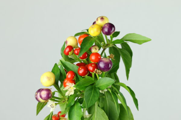 Bossoto Chilipflanze