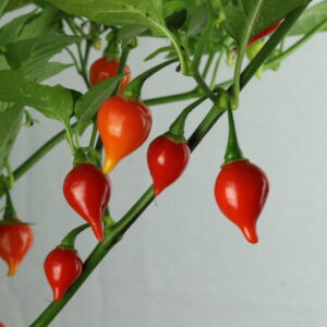 Cupetinho Chilipflanze