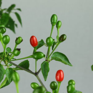 Dwarf Chiltepin Chilipflanze