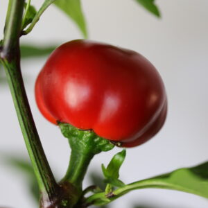 Red Cherry Large Chilipflanze