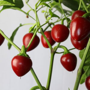 Red Cherry Sweet Chilipflanze