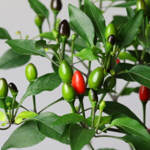 Chiltepin Chilipflanze