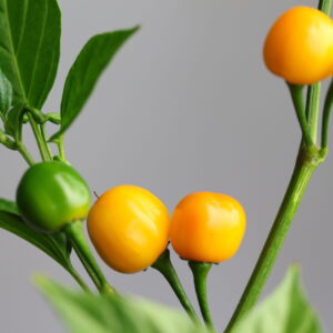 Quintisho Chilipflanze
