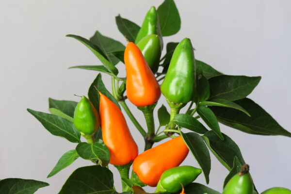 Capela Chilipflanze