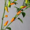 Baumchili Orange Chilipflanze