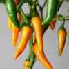 Bulgarian Carrot Chilipflanze