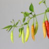 Birgit´s Locoto Chilipflanze