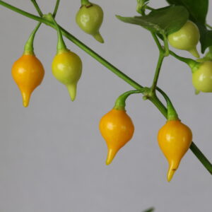Biquinho Amarelo Chilipflanze