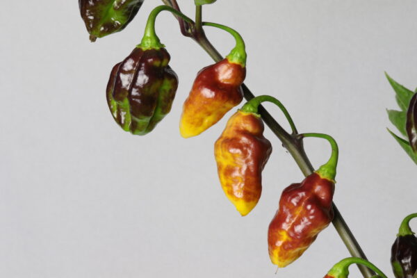Bolivian Bumpy Chilipflanze