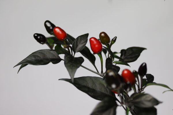 Black Coban Chilipflanze