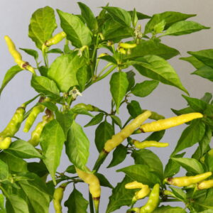 Aribibi Gusano Chilipflanze