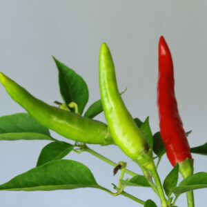 Thai Dragon Chilipflanze