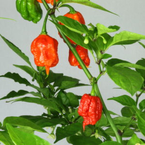 Carolina Reaper Chilipflanze