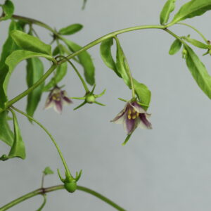 Capsicum lanceolatum Chilipflanze