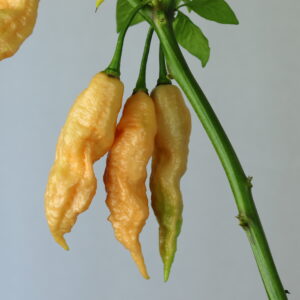 Jay's Peach Ghost Scorpion Chilipflanze