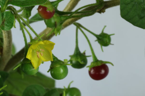 Capsicum rhomboideum Chilipflanze
