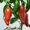Jalapeno Early Chilipflanze