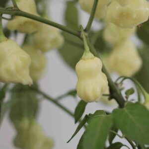 Aji White Fantasy Chilipflanze