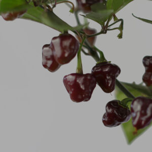 Cheiro Roxa Chilipflanze