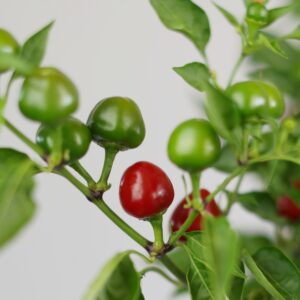 Teufelskuss Chilipflanze